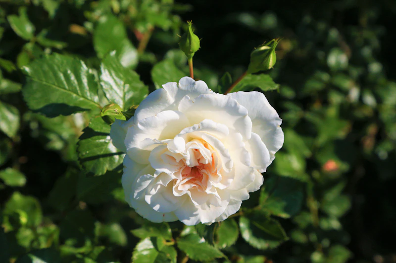 white rose in bloom during daytime