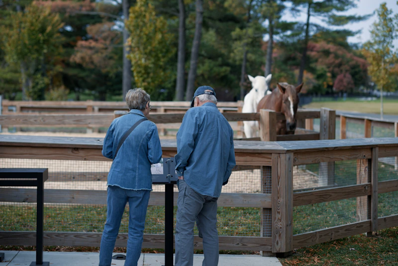Two people observe llamas in an enclosure.